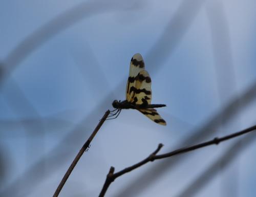 Réf. 193 868 : Rhyothemis graphiptera